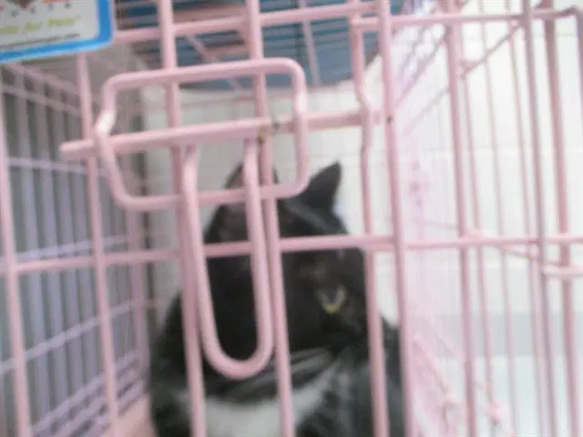 Whisky - Domestic Short Hair