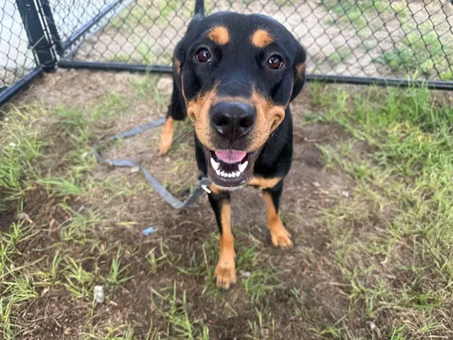 Marley - Rottweiler