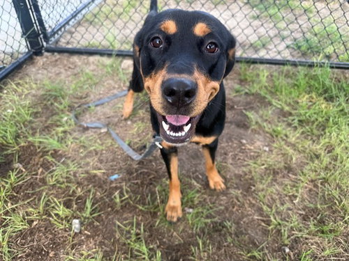 MARLEY, a dog for adoption from Marion County Animal Services