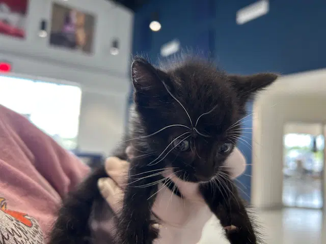 Figaro - Domestic Short Hair