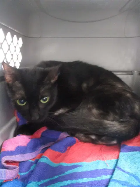 Priscilla - Domestic Short Hair