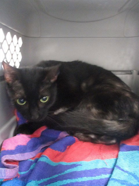 PRISCILLA, a cat for adoption from Marion County Animal Services