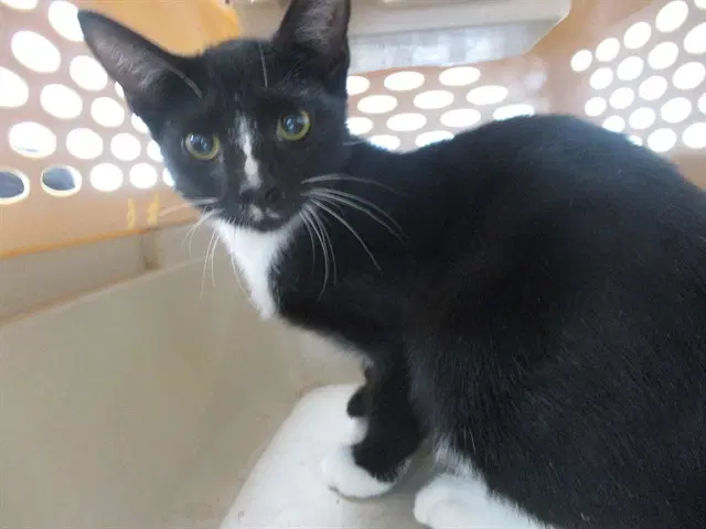 Unknown - Domestic Short Hair