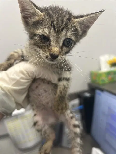 Doodlebug - Domestic Short Hair