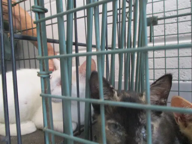 Sheere - Domestic Short Hair