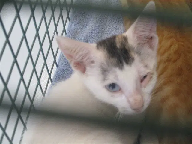 Missy Elliot - Domestic Short Hair