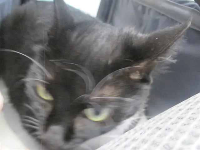 Mittens - Domestic Short Hair