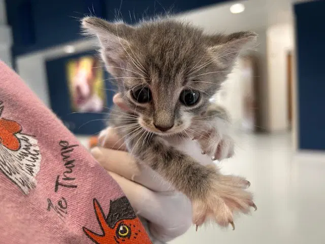 Posie - Domestic Short Hair
