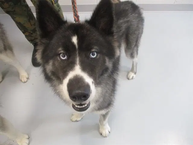 Unknown - Siberian Husky