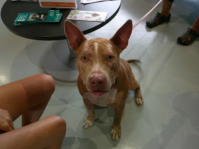 Cash - Catahoula Leopard Dog
