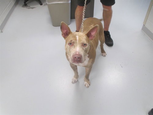 CASH, a dog for adoption from Marion County Animal Services