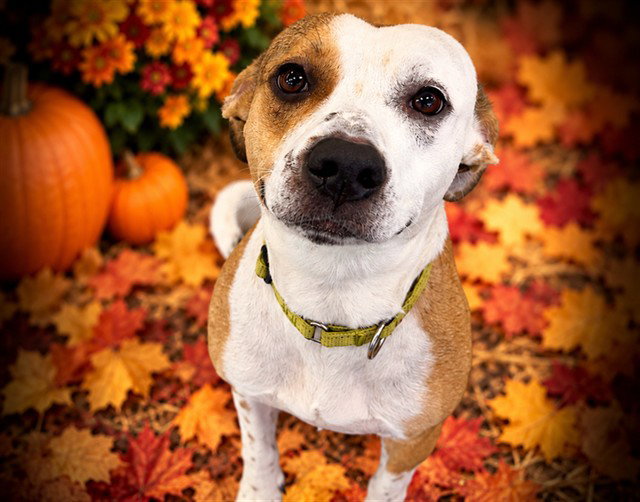 AUTUMN