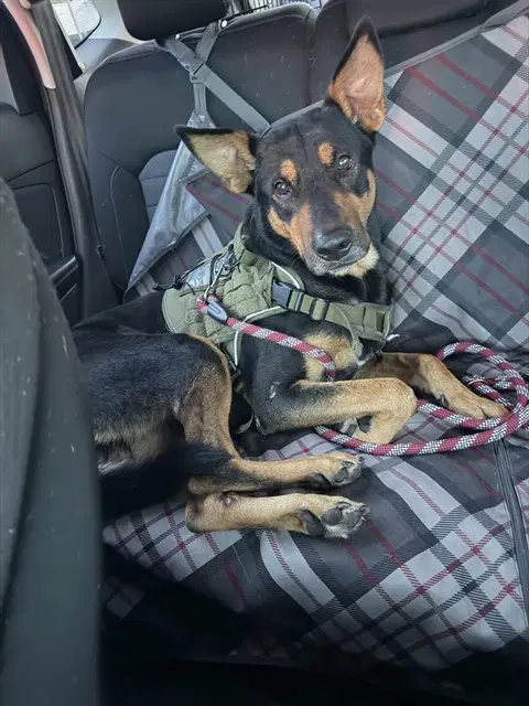 Unknown - German Shepherd Dog