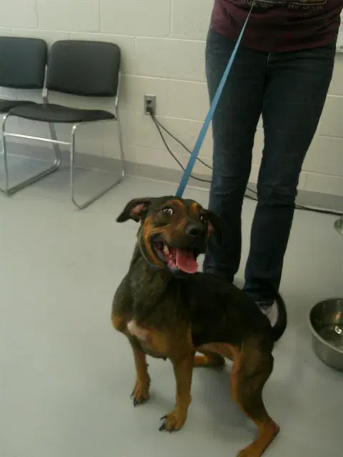 Candy Apple - Doberman Pinscher