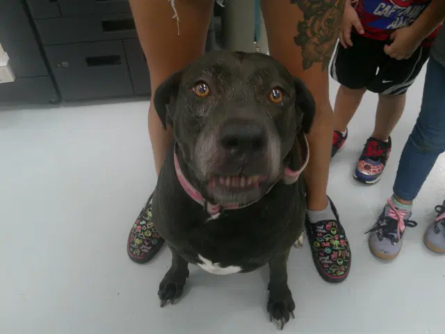 Rose - Labrador Retriever