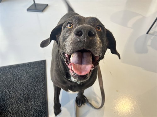 ROSE, a dog for adoption from Marion County Animal Services
