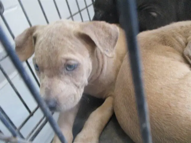 Unknown - Staffordshire Bull Terrier