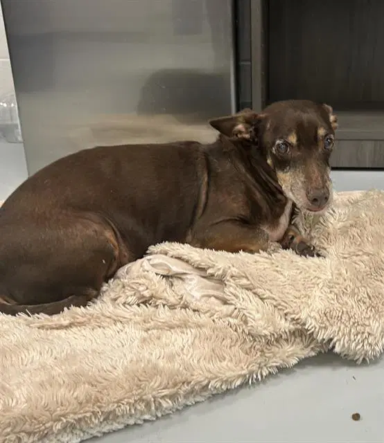 Solo Aka Finn - Dachshund