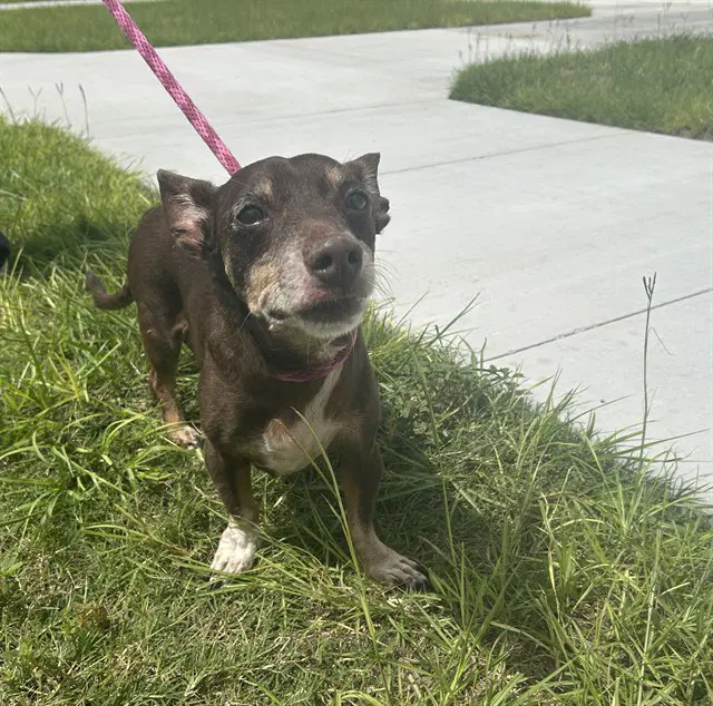 Solo Aka Finn - Dachshund