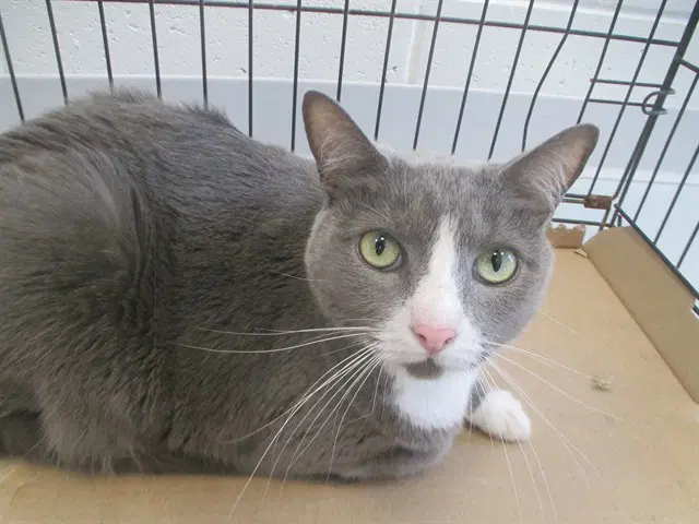 Evi - Domestic Short Hair
