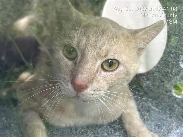 Unknown - Domestic Short Hair