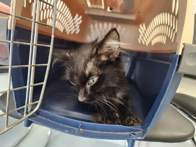 Gorgeous - Domestic Long Hair
