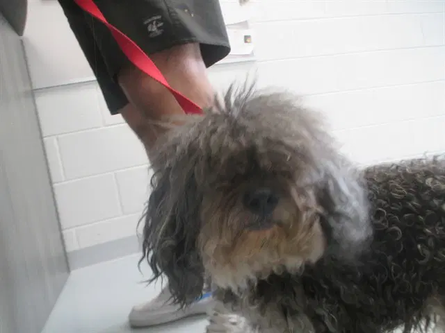 Max - Havanese