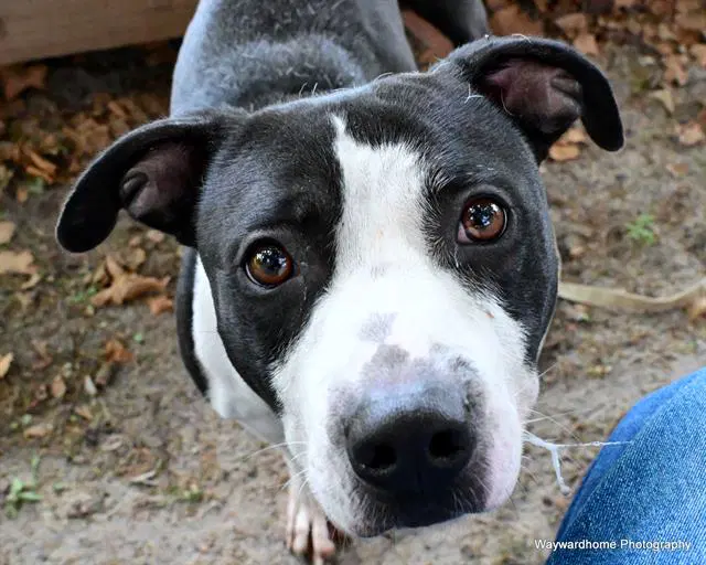 Ihop - American Pit Bull Terrier