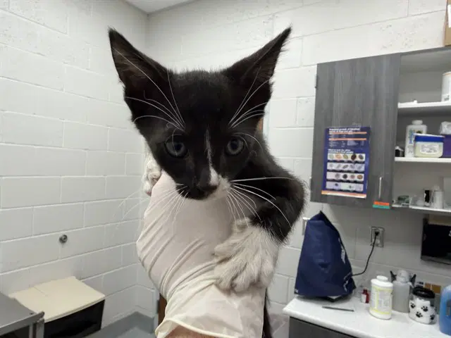 Unknown - Domestic Medium Hair