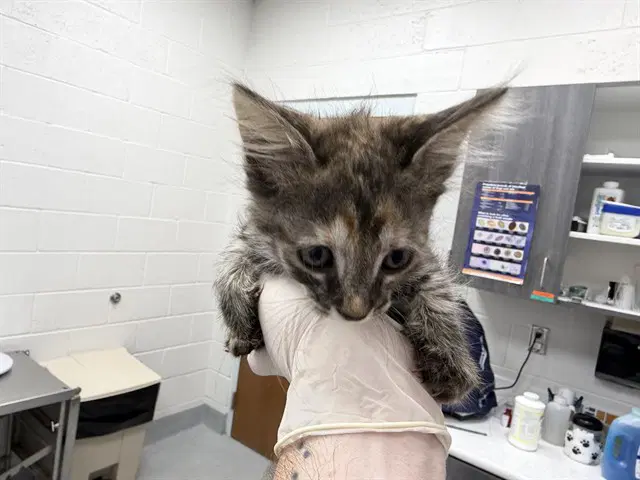 Unknown - Domestic Short Hair