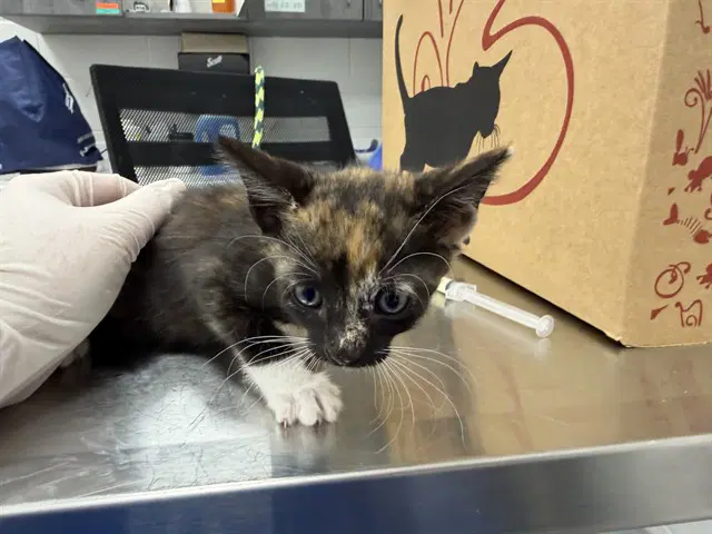 Unknown - Domestic Short Hair