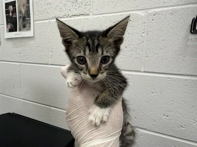 Unknown - Domestic Short Hair