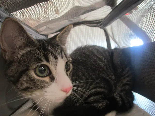 Honey - Domestic Short Hair