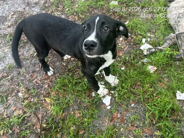 Unknown - Catahoula Leopard Dog