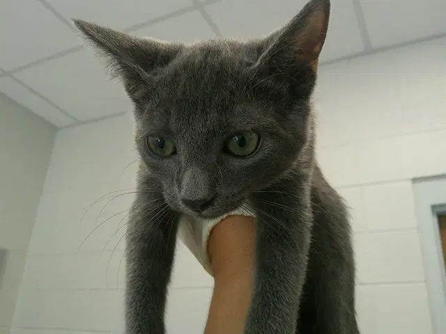 Unknown - Domestic Short Hair