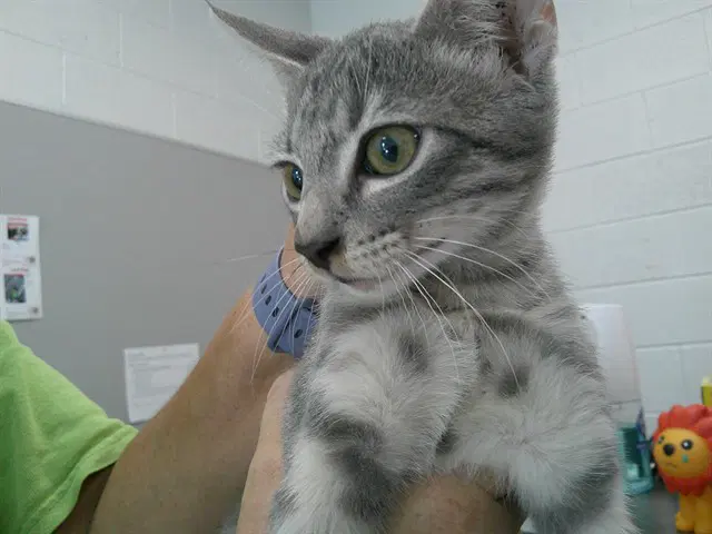 Unknown - Domestic Short Hair