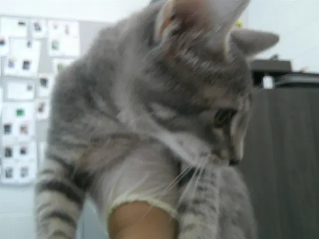Unknown - Domestic Short Hair
