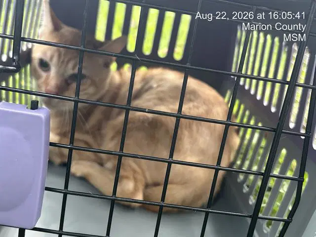 Unknown - Domestic Short Hair