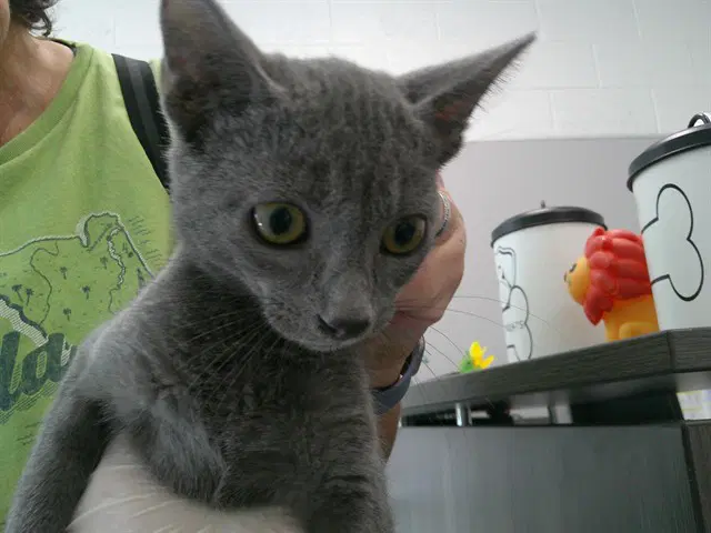 Unknown - Domestic Short Hair