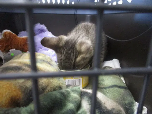 Unknown - Domestic Short Hair