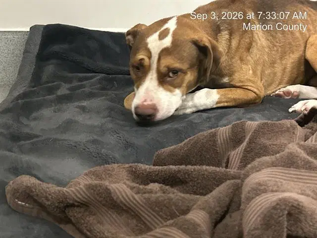 Marley Twist - American Pit Bull Terrier