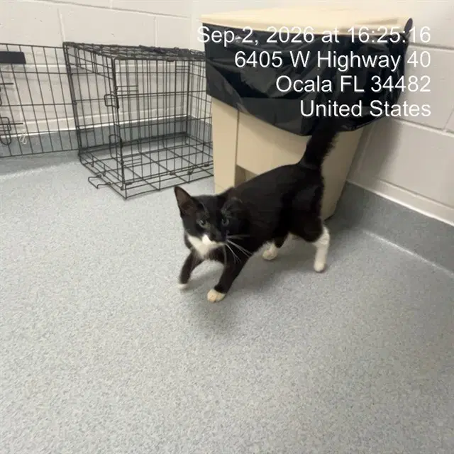 Sylvester - Domestic Short Hair
