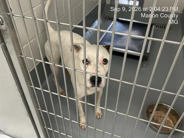 PAWPAW