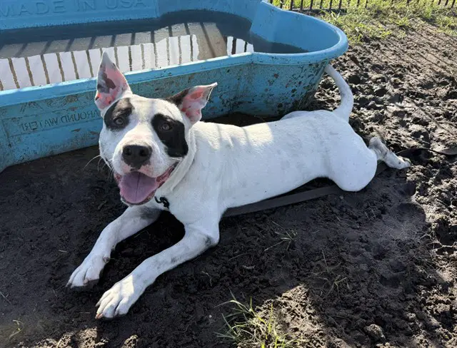 Unknown - Staffordshire Bull Terrier