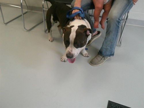 TROLLI, a dog for adoption from Marion County Animal Services