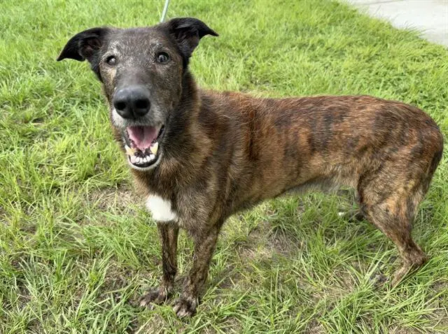 Elmer - Irish Wolfhound