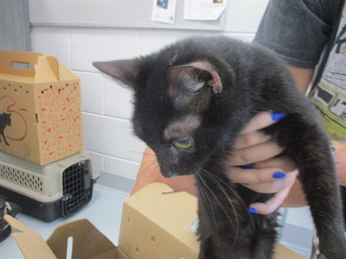 picture of the cat needing adoption