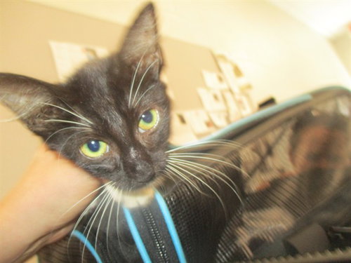 picture of the cat needing adoption