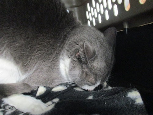 MAMA CAT, a cat for adoption from Marion County Animal Services
