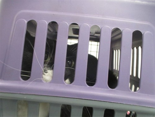 CURT, a cat for adoption from Marion County Animal Services